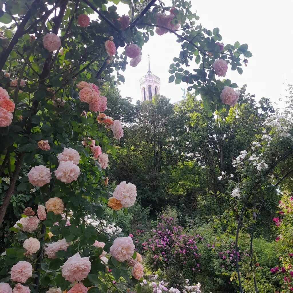 illustration, rose garden.