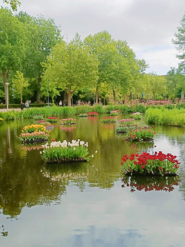 Kelluvia tulppaaneja.