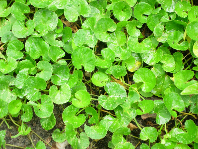 kuvituskuva.