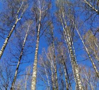 kuvituskuva.