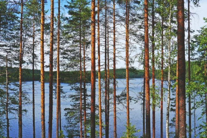Kuvassa on mäntymetsäiseltä harjulta kuvattu järvi, vastarannalla on metsää. 