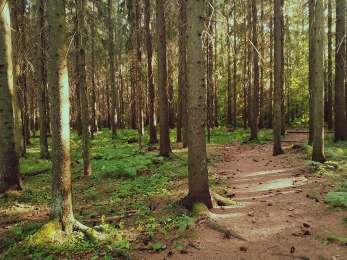 kuva metsästä.