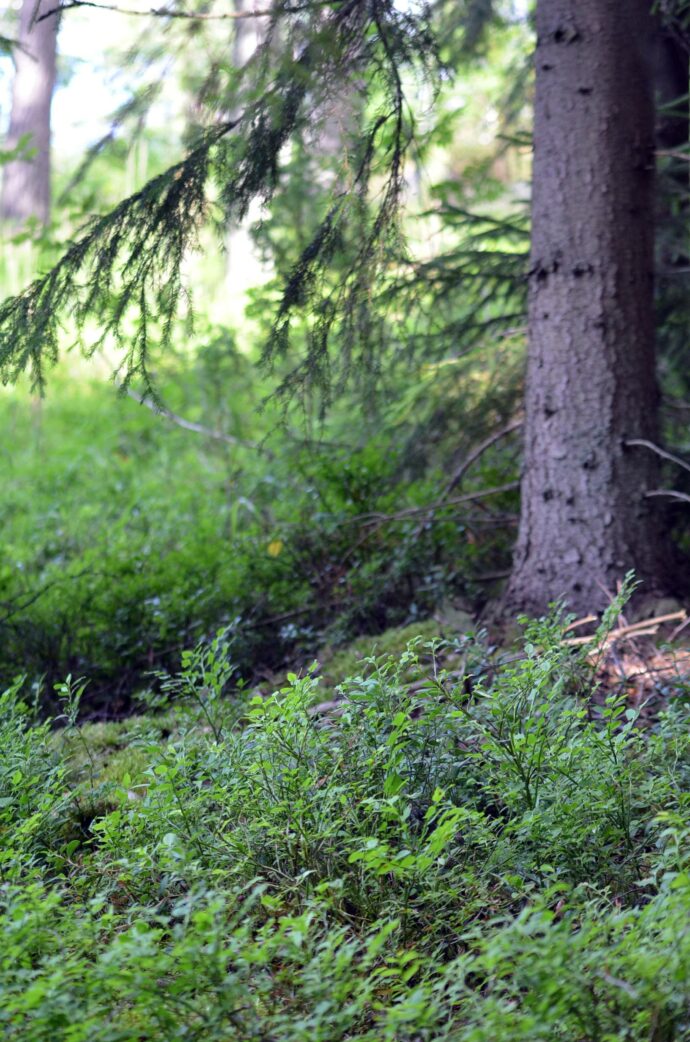 kuvituskuva metsästä.